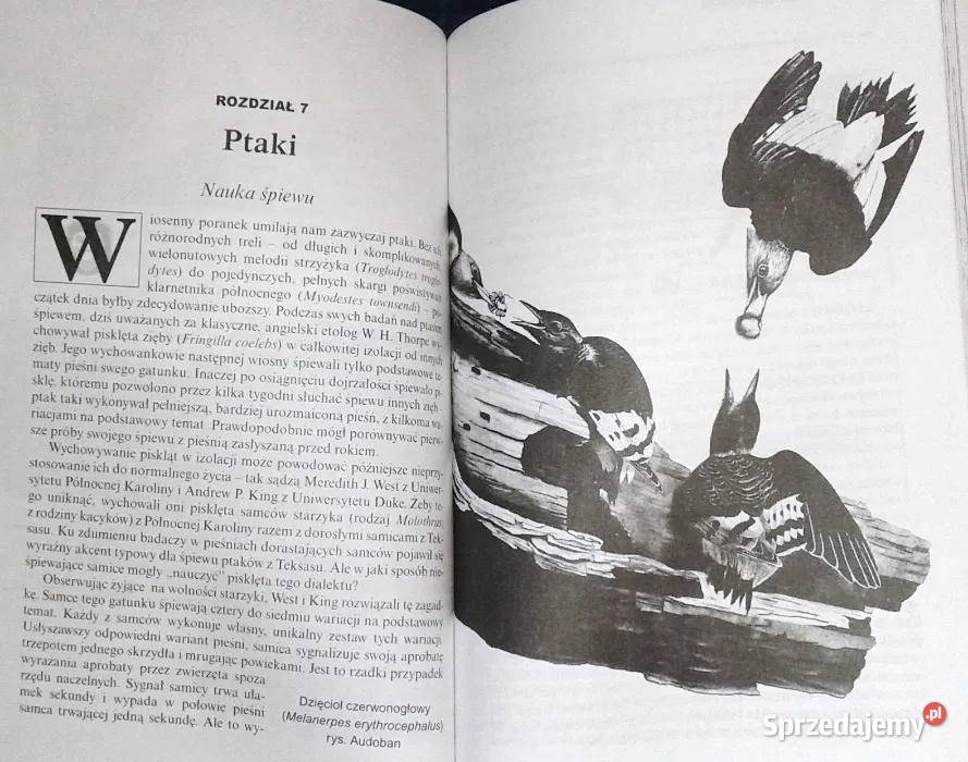 Mowa zwierząt Stephen Hart Rok wydania 1996 Pozostałe lubelskie