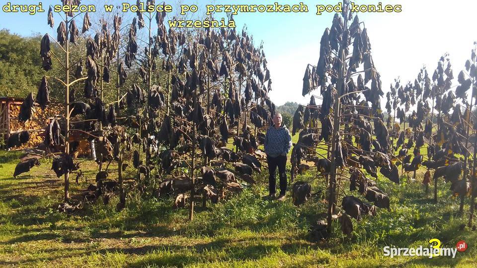 Drzewa tlenowe Paulownia OXYTREE tegoroczne podkarpackie Rudnik nad Sanem sprzedam