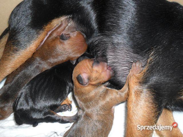 pinczer karłowaty Słupca