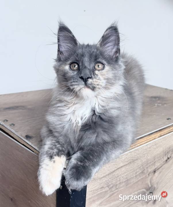 Maine Coon piękne kocięta Linia Shaded Wińsko sprzedam