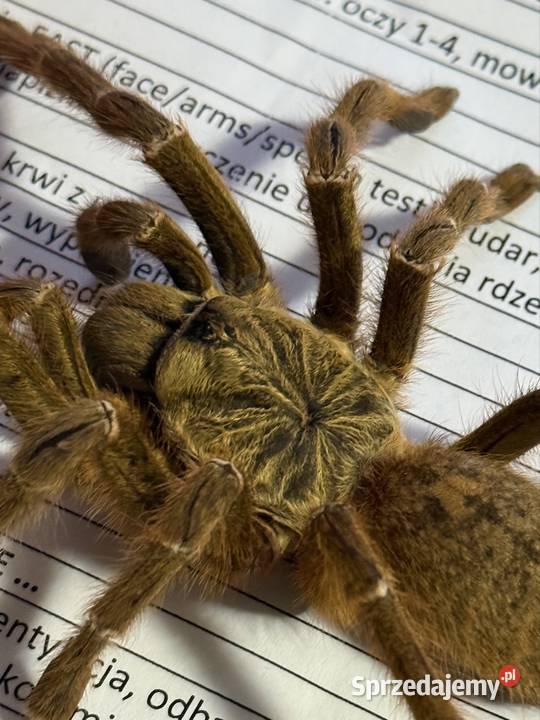 Ptaszniki pająki pająk skakun skorpion Gdańsk