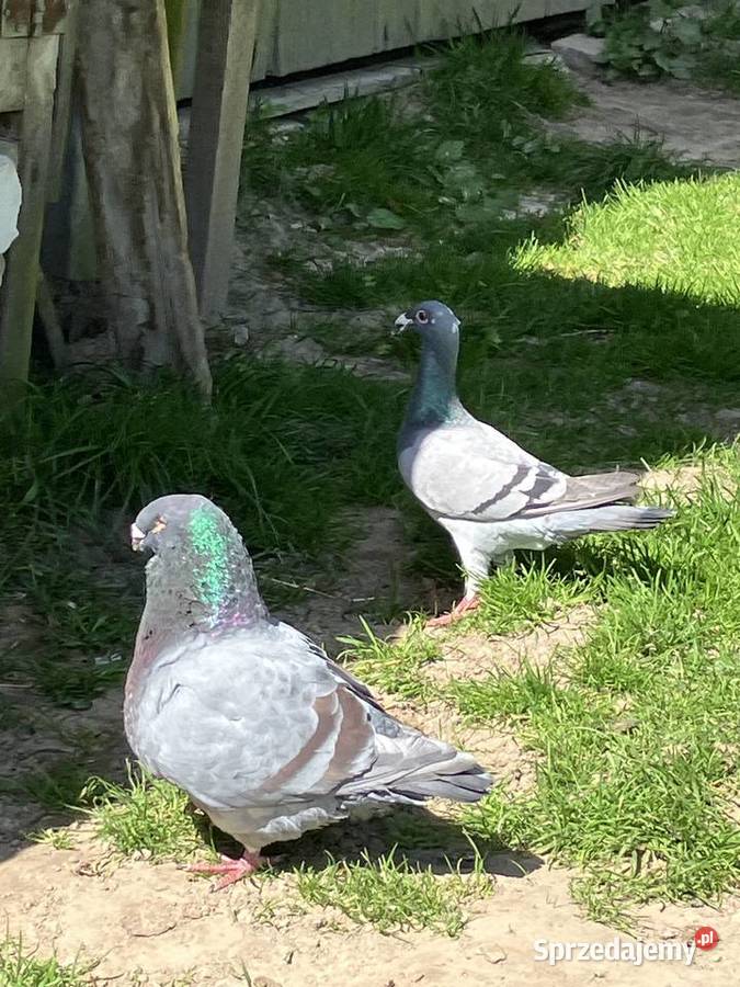 Sprzedam gołębie ozdobne lubelskie Czółna