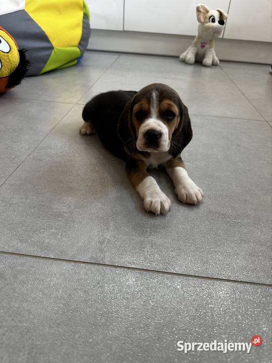 Beagle szczeniak Jedlińsk sprzedam
