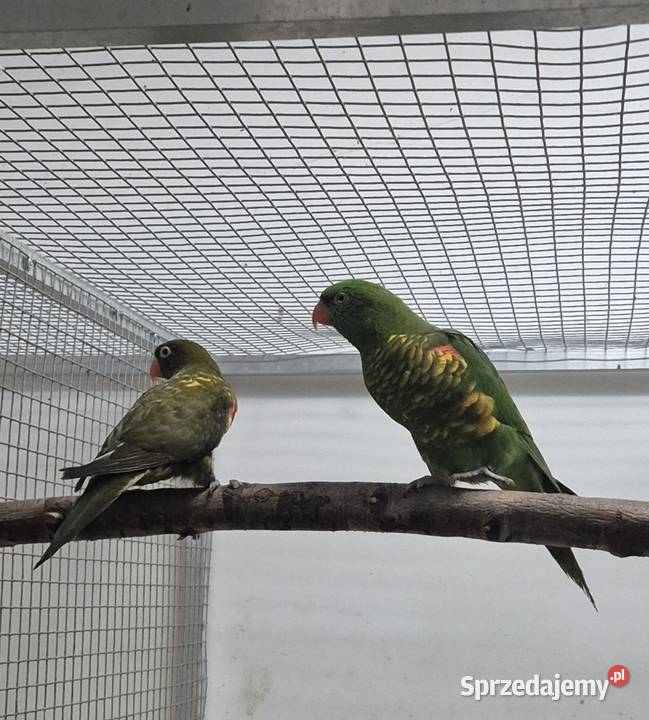 Lorysy zielonogłowe para Gościcino