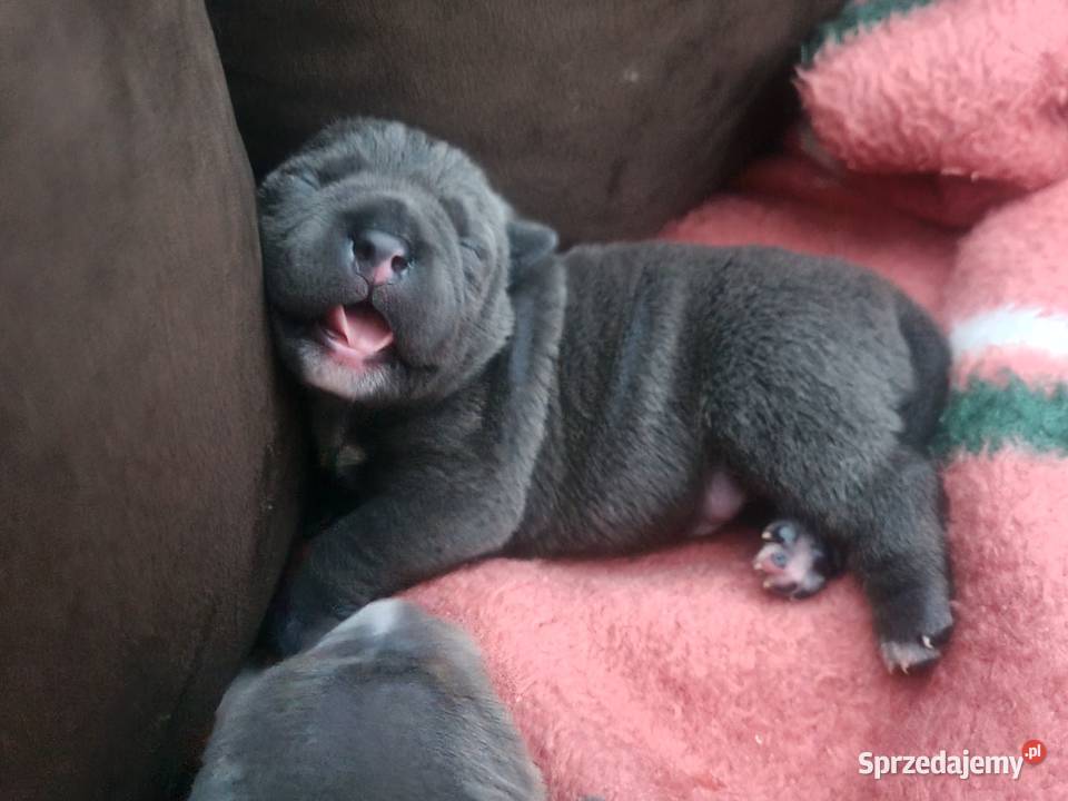 American Bully Pocket Abkc Pozostałe Okonek