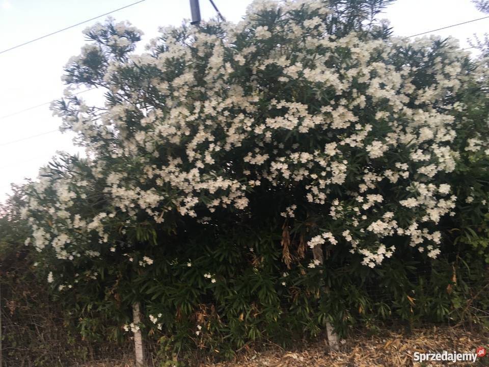 Żółty oleander Szczepki Brzeźnica