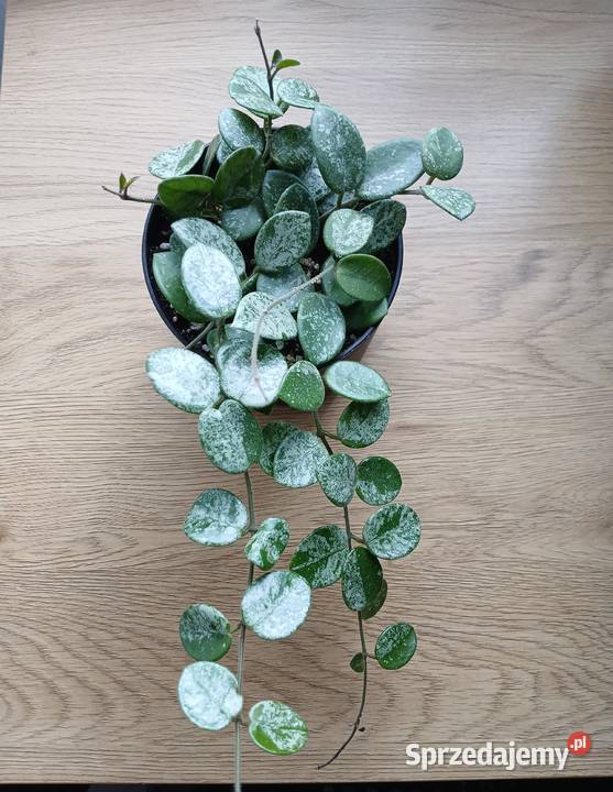 Hoya Mathilde Super Splash Silver kolekcjonerska
