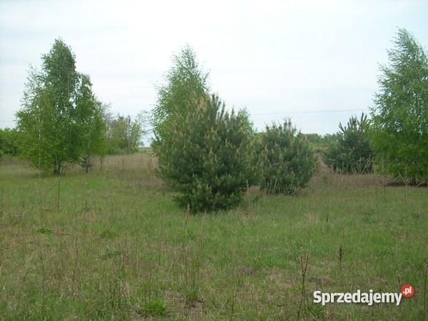 DZIAŁKA BUDOWLROLDUŻA ZADRZEWIONA 11200m 35zł/m2 Szymaki