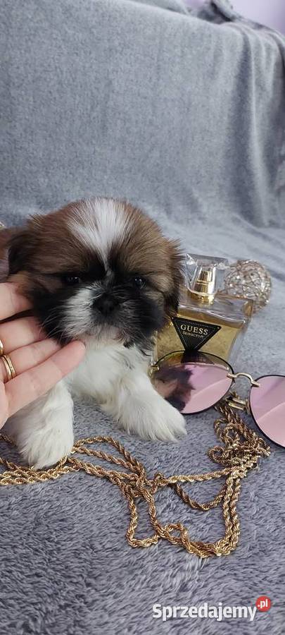 Śliczne shih tzu sprzedam