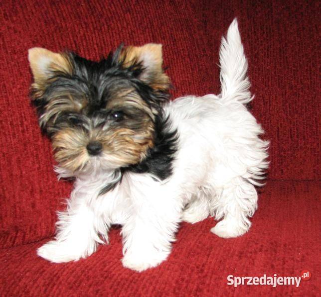 na sprzedaż dwaj śliczni chłopcy york biewer Gniezno