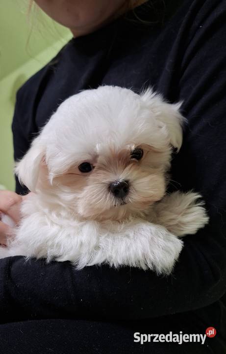 Piesek Maltańczyk z rodowodem FCI Chełm