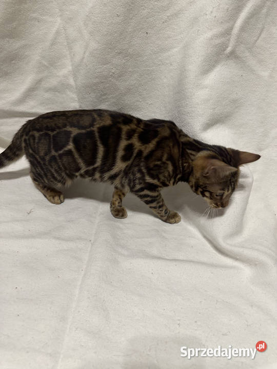 Bengalska samica Bloom 5 mies Dark Brown Spotted mazowieckie Warszawa sprzedam