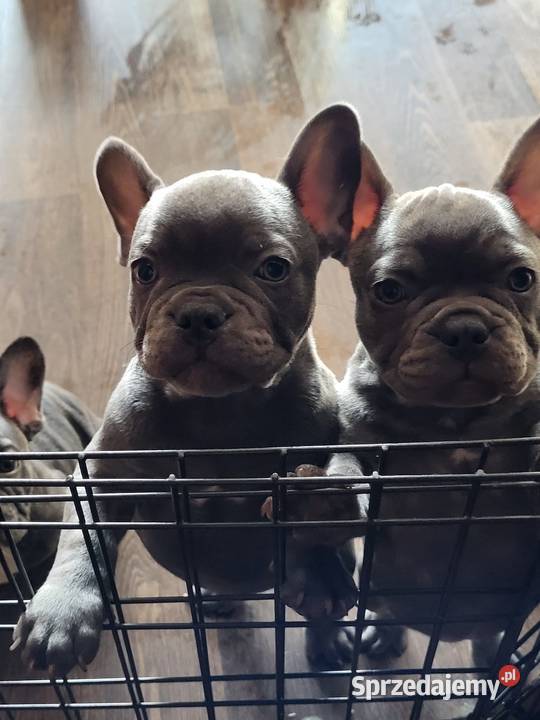 Buldog francuski Lubin sprzedam