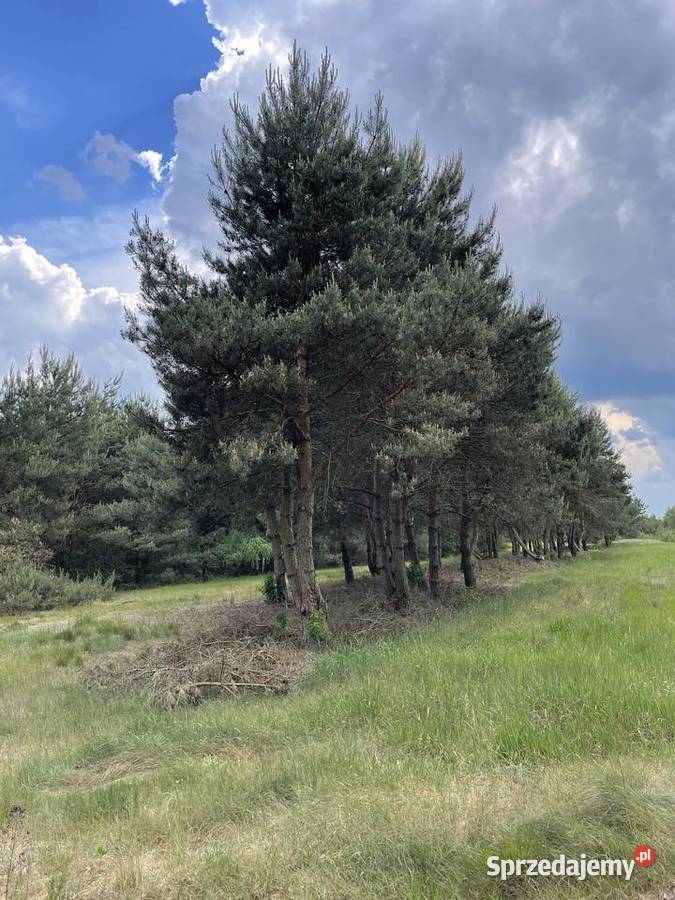 Działka z możliwością budowy domu 14 arów 20zł/m2 Osiny sprzedam