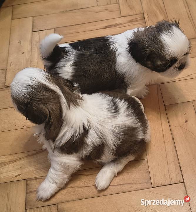 Szczenięta shih tzu z rodowodem Zwoleń