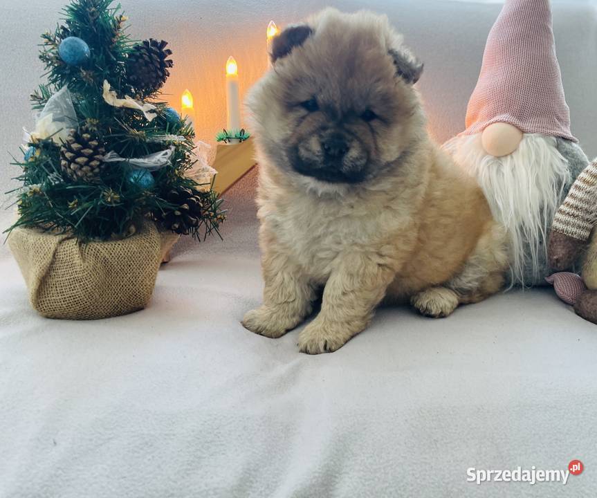 Przeurocza suczka Chow chow Łomża