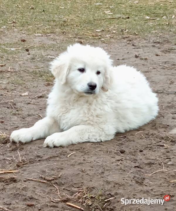 Owczarek podhalański mazowieckie Lipsko