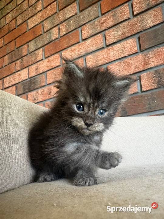 Maine Coon Olaf Szembruk