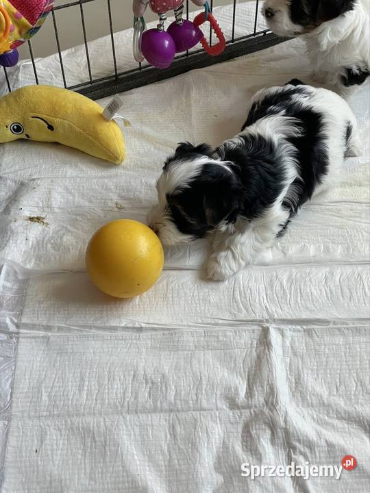 Yorkshire Trrier Biewer piesek opolskie Ostrożnica