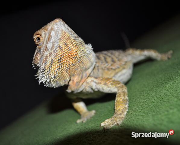 AGAMA BRODATA Z TERARIUM warmińsko-mazurskie