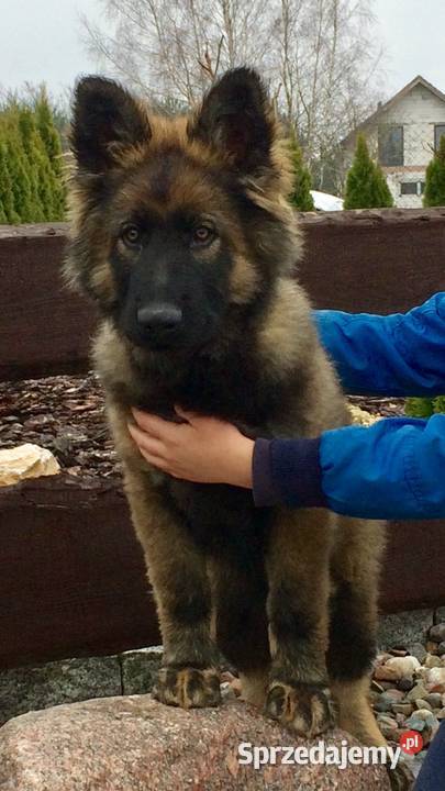 Owczarek staroniemiecki Aleksandrów Kujawski sprzedam