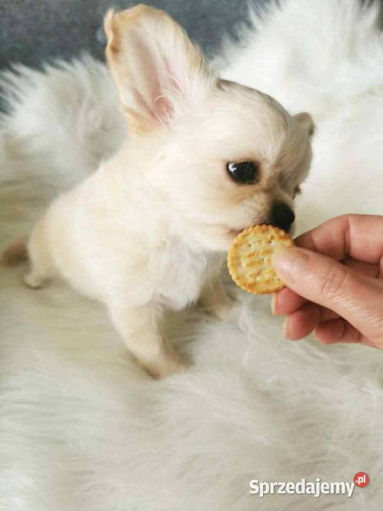 Chihuahua długowłosy ZKwP FCI Lubin