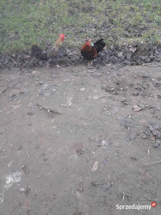 Liliputy zielononżki i koguty zwykle świętokrzyskie Czarnocin