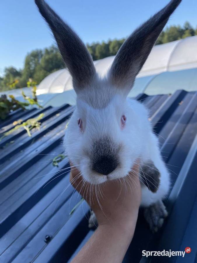 Króliki kalifornijskie Łomża sprzedam