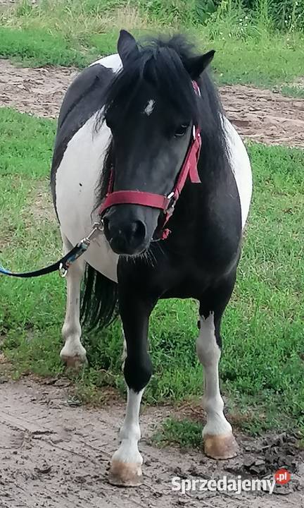 Kucyk klacz mazowieckie Falęcice sprzedam