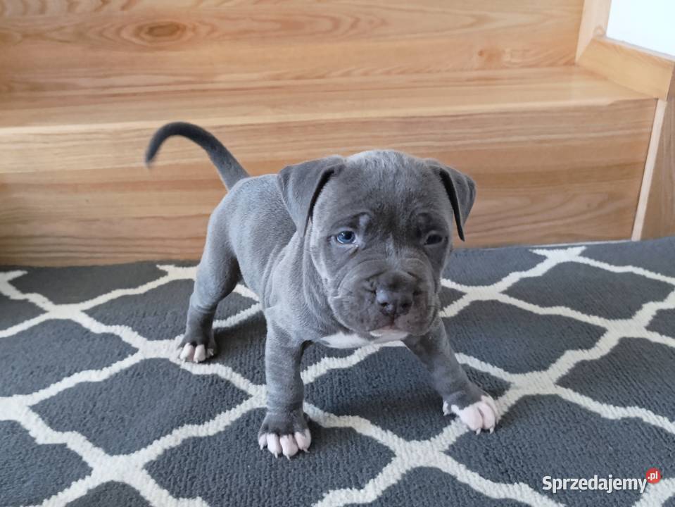 Amstaff błękitne szczenięta mazowieckie Płock