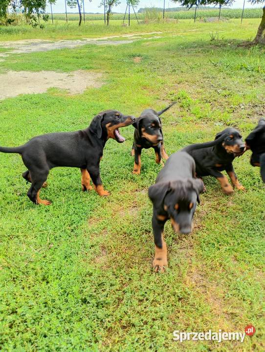 Dobermany szczeniaki mocne