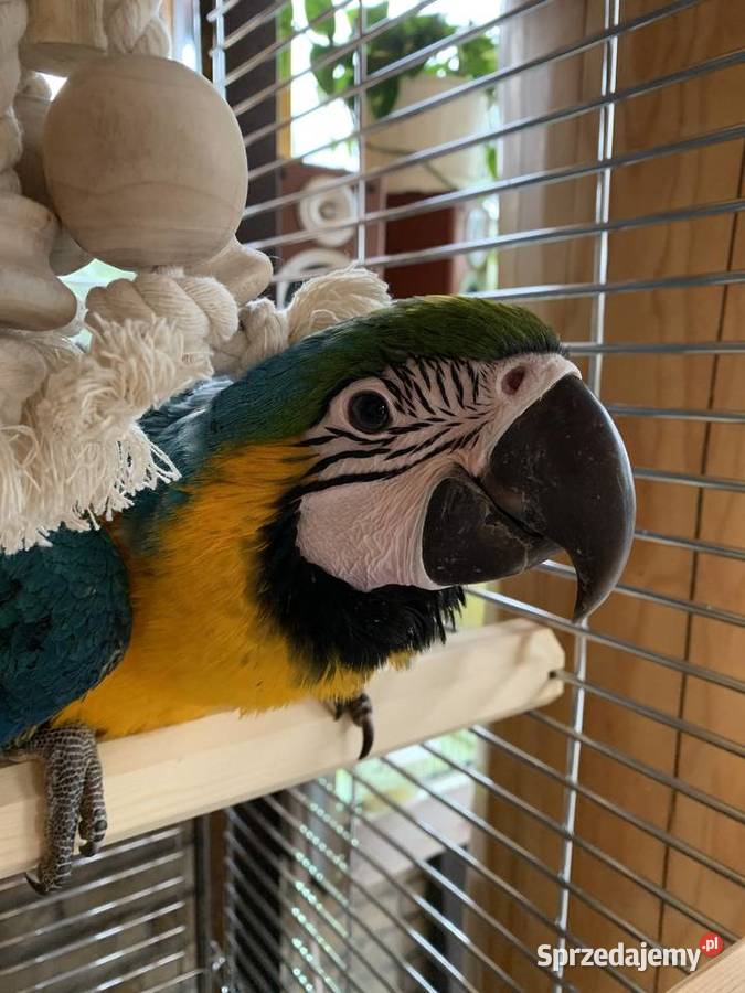 Papuga Ara Ararauna Pupile Ptaki