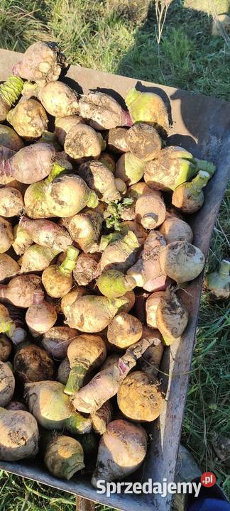Brukiew jadalna ekologiczna Rośliny okopowe Garcz