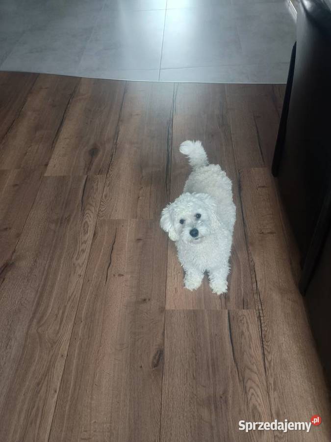 Piesek matipoo Smardzewice