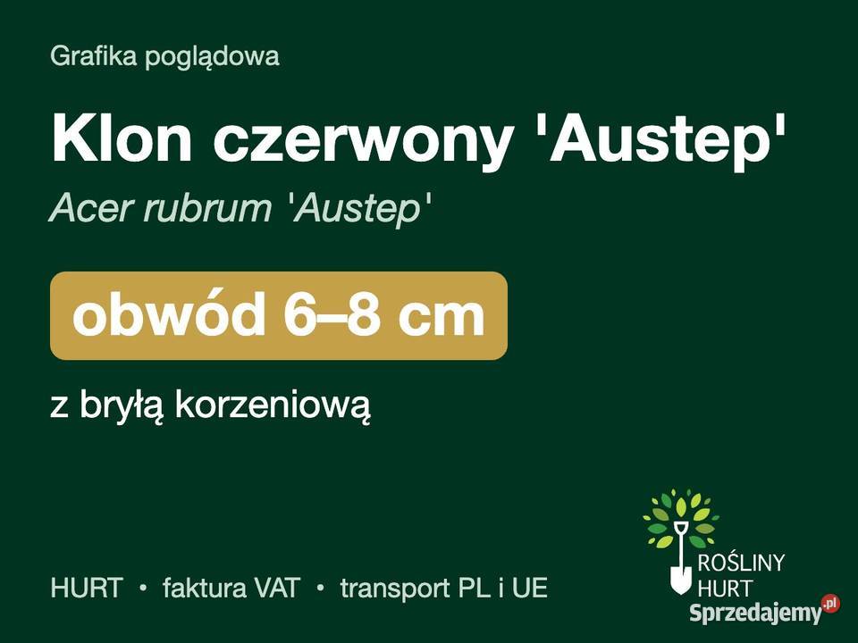 Klon czerwony Austep Acer rubrum obwód 68 z wielkopolskie