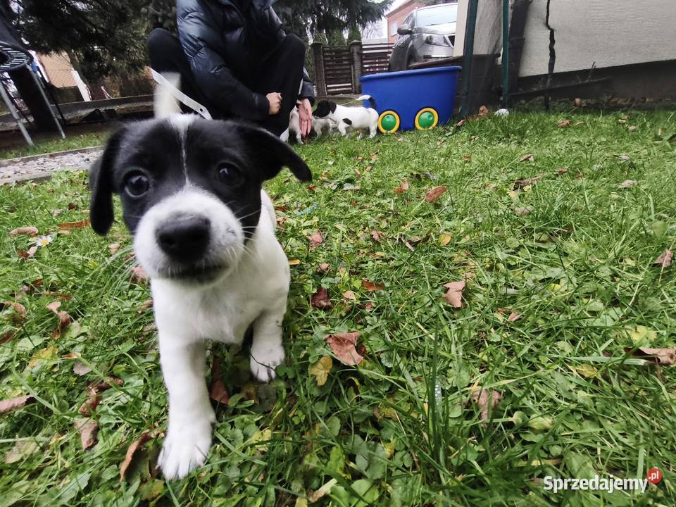 Jack Russell Terrier Łowce sprzedam