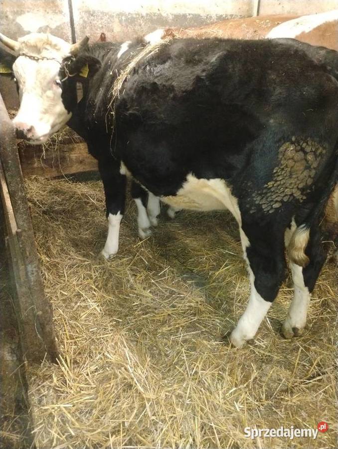 Sprzedam jałówkę
