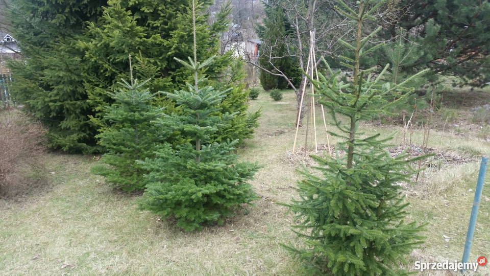 Działka ogrodnicza w ROD Słoneczne Wzgorze pomorskie