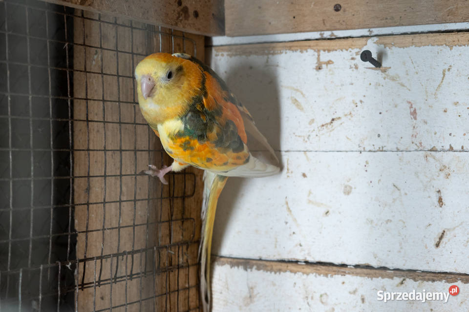 Świergoty para 20212023 Chmielnik sprzedam