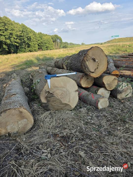 Kłody liściaste na blaty monolity i stoły z Goleniów sprzedam