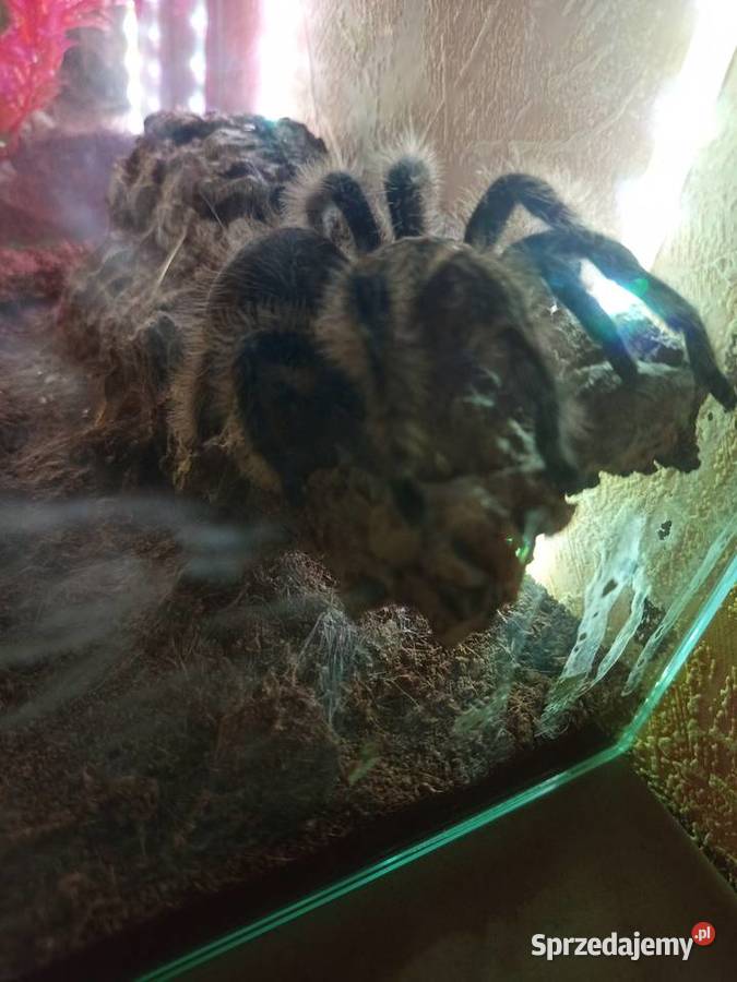 Kolekcja ptaszników sprzedam