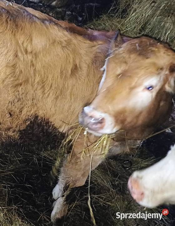 Sprzedam bydlo cieliczka Nowy Targ
