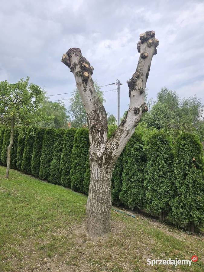 Pień orzecha włoskiego 2 drzewo na deski kłoda Grajów