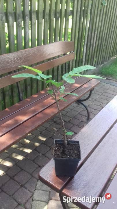 P9 KASZTAN JADALNY CASTANE SATIVA KRZEWY24 śląskie Miedźna