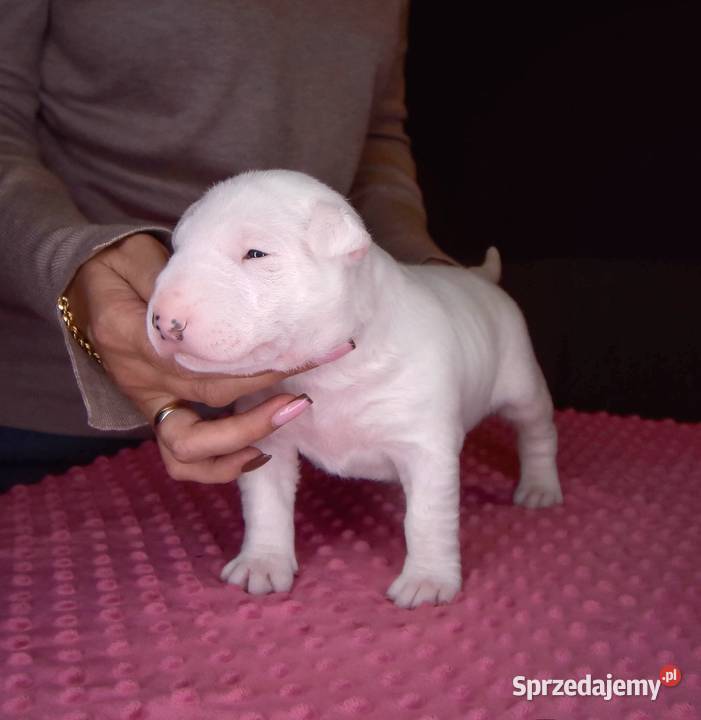 Bulterier Standardowy Suczka FCI Swarzewo