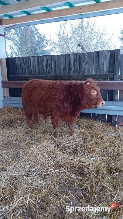 Byk Limuzyn 12mc Żary