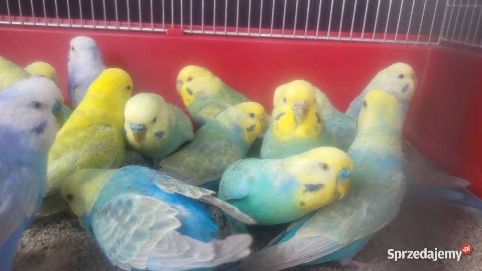 Papugi faliste tęczowe Wieliczka