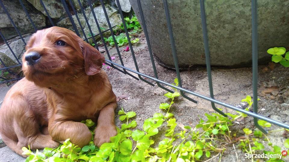 Seter irlandzki szczenięta Sławków