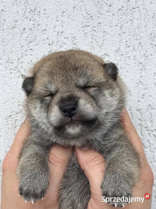 Szczeniak Shiba Inu odbiór listopad 2024 ZKwPFCI