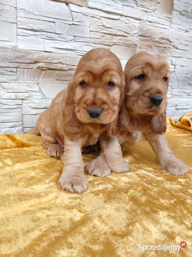 Śliczne Szczenięta Cocker Spaniel Angielski Cocker Spaniel Sieradz